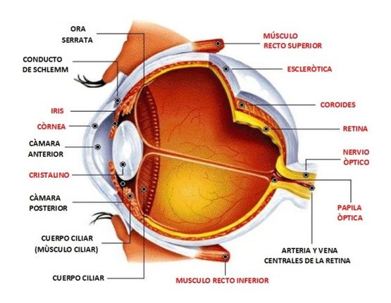 Javier Arbués Palacios oftalmología 3